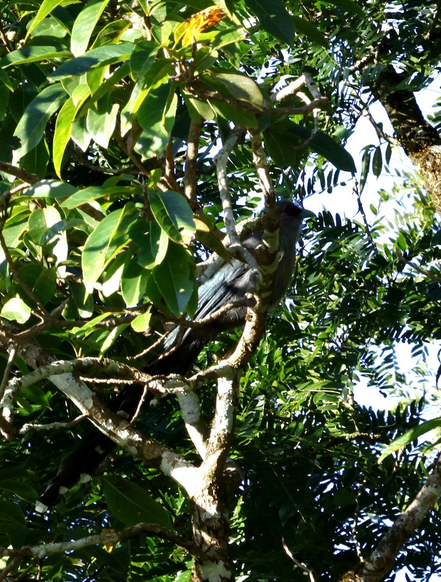 Green-billed Malkoha - ML645939731