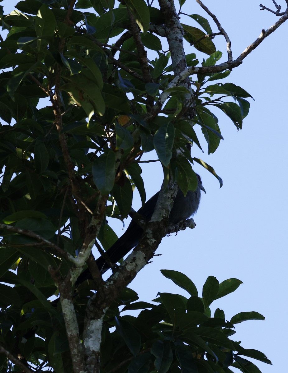 Green-billed Malkoha - ML645939732