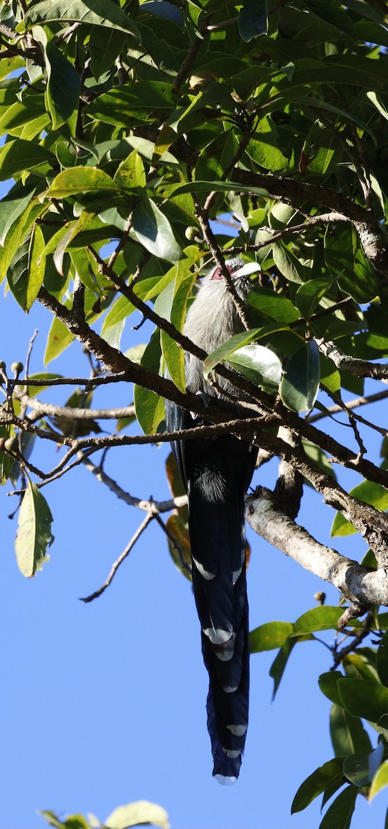 Green-billed Malkoha - ML645939734