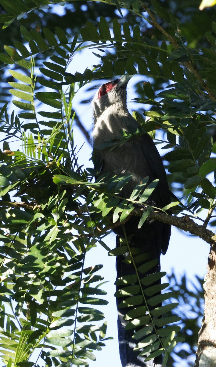 Green-billed Malkoha - ML645939735