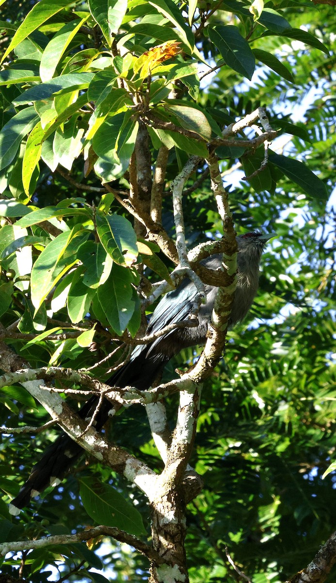 Green-billed Malkoha - ML645939736