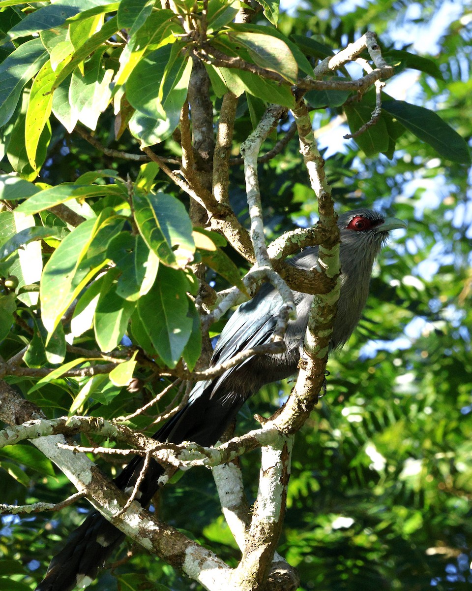 Green-billed Malkoha - ML645939737
