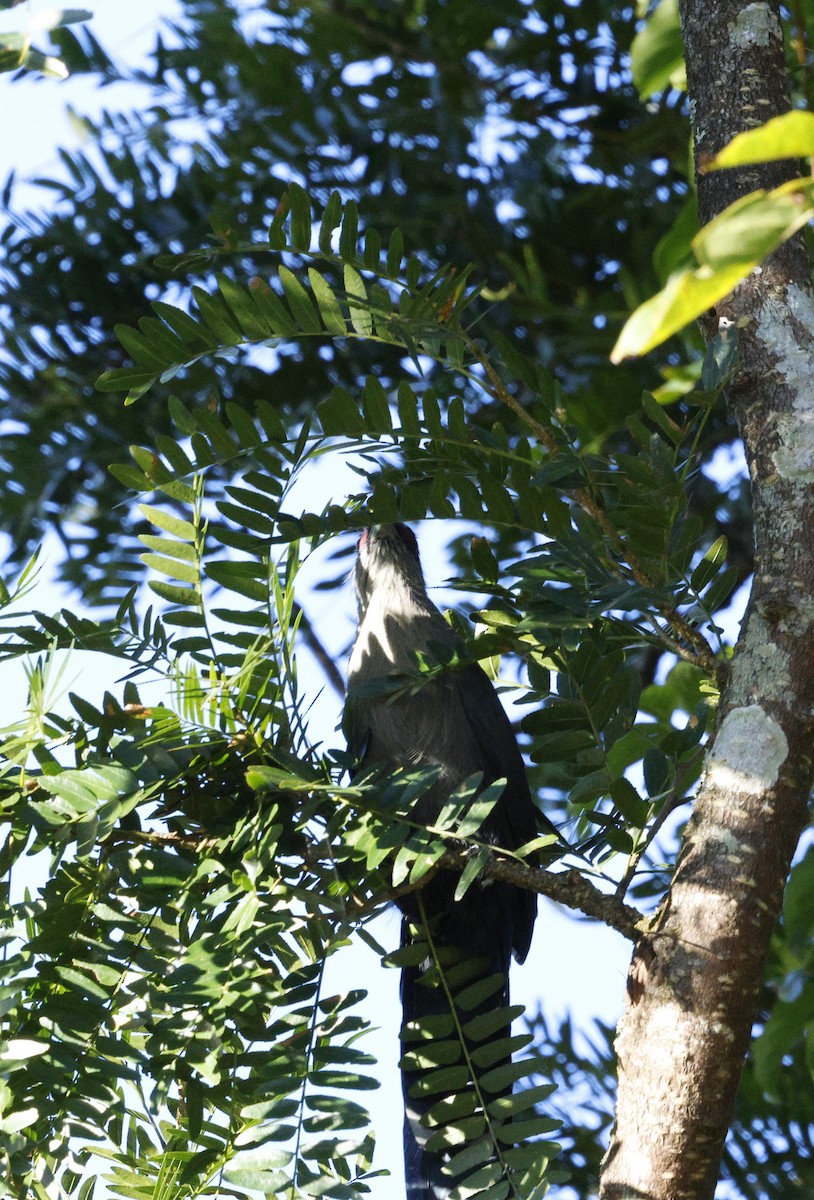Green-billed Malkoha - ML645939738