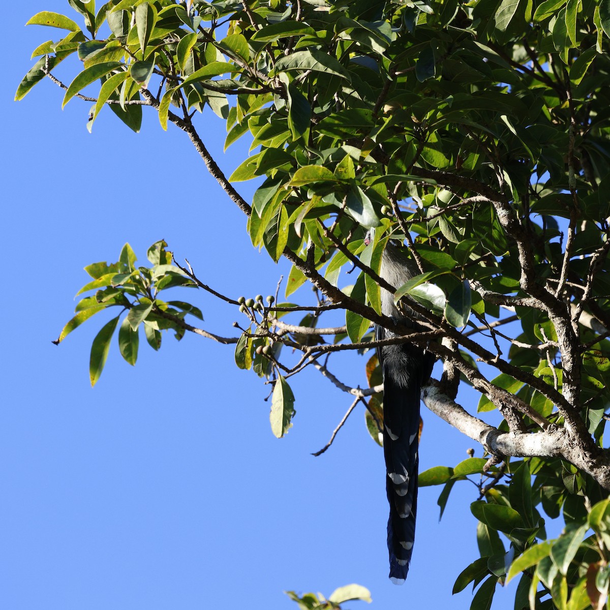 Green-billed Malkoha - ML645939739