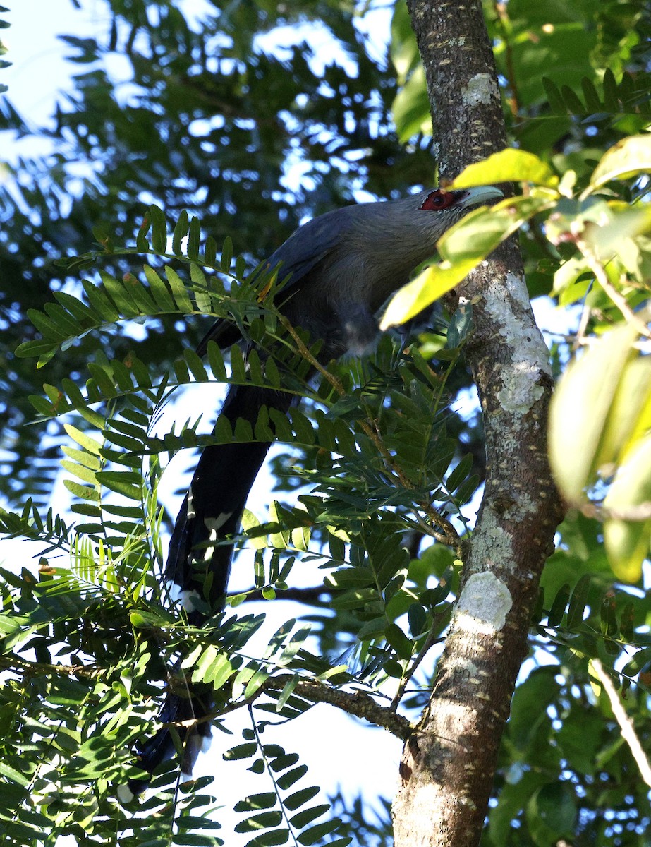 Green-billed Malkoha - ML645939740