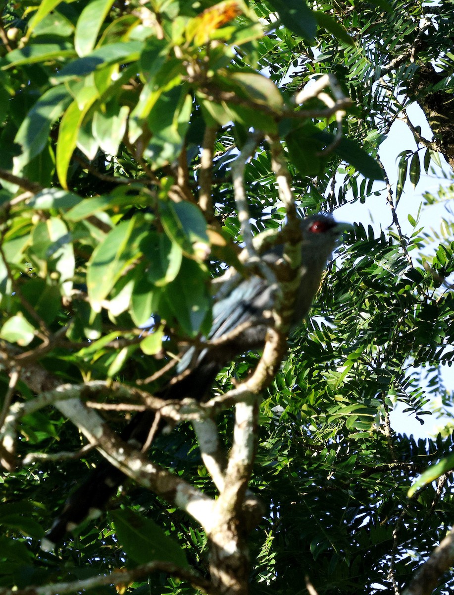 Green-billed Malkoha - ML645939741