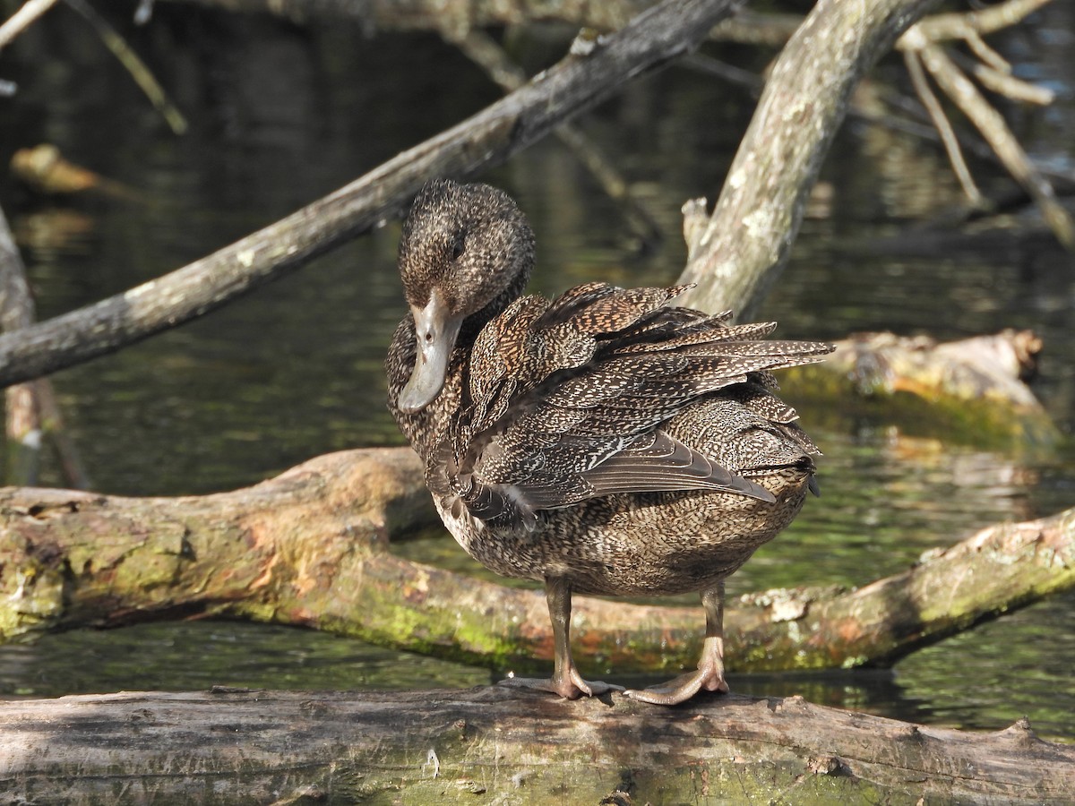 Freckled Duck - ML645939742