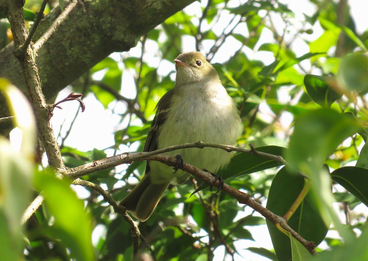 Small-billed Elaenia - ML645939743
