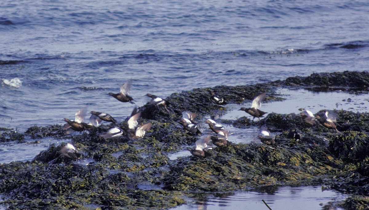 Steller's Eider - ML645939744