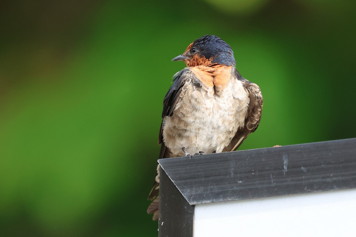 Pacific Swallow - ML645939745