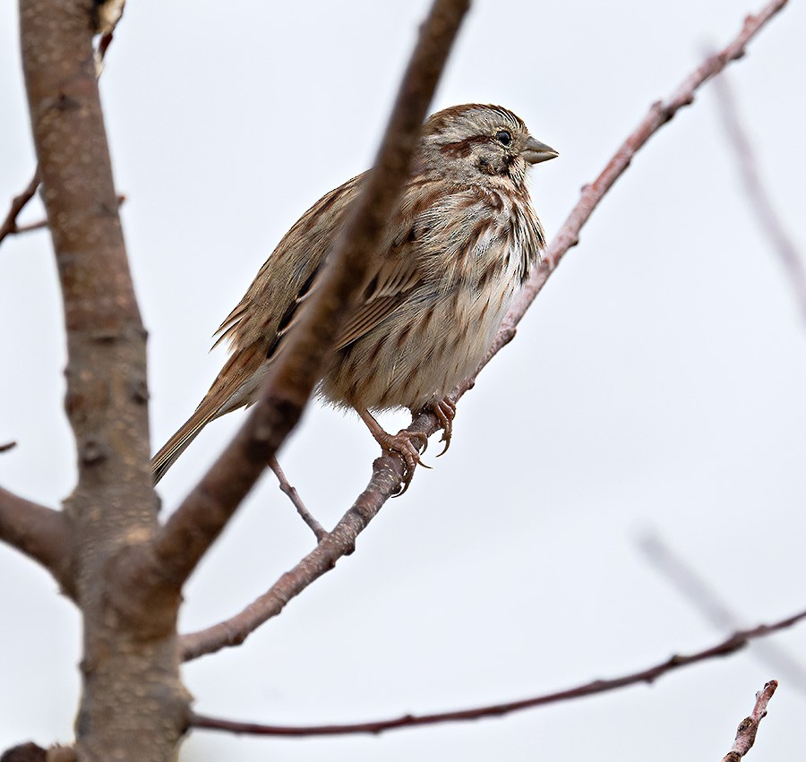 Song Sparrow - ML645939746