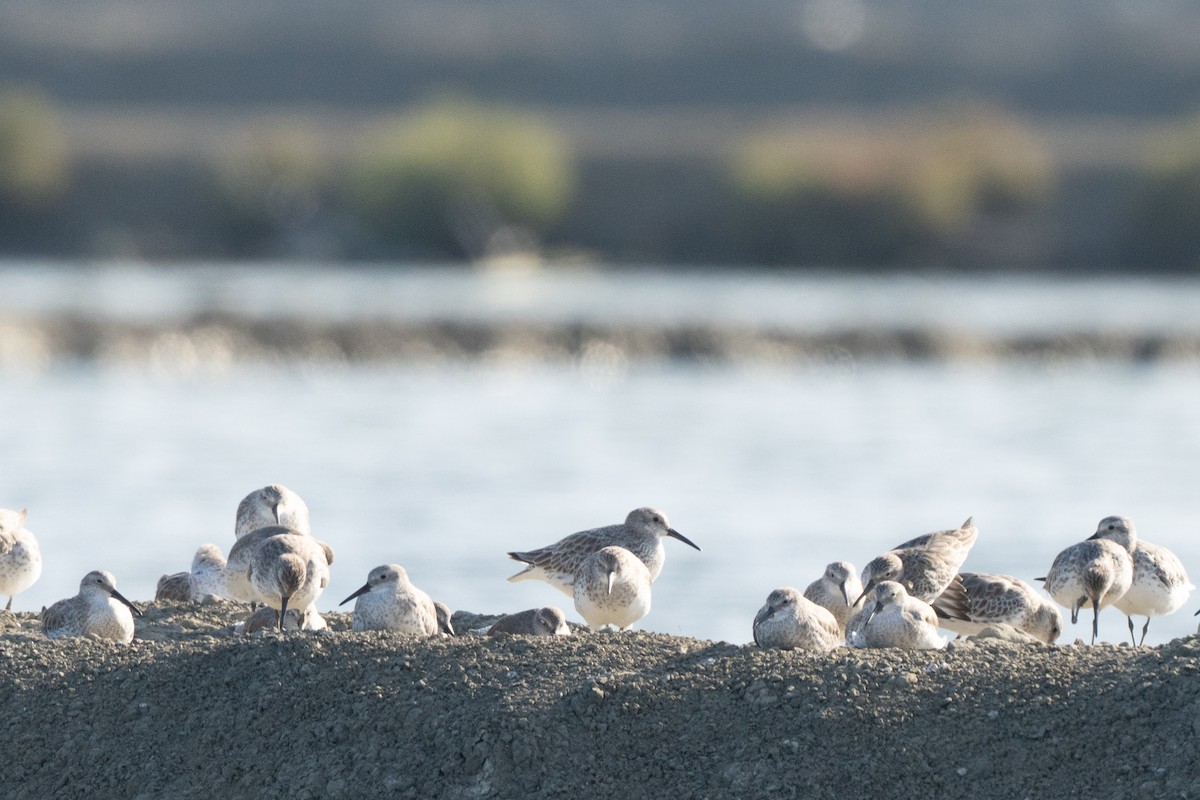 Great Knot - ML645939747