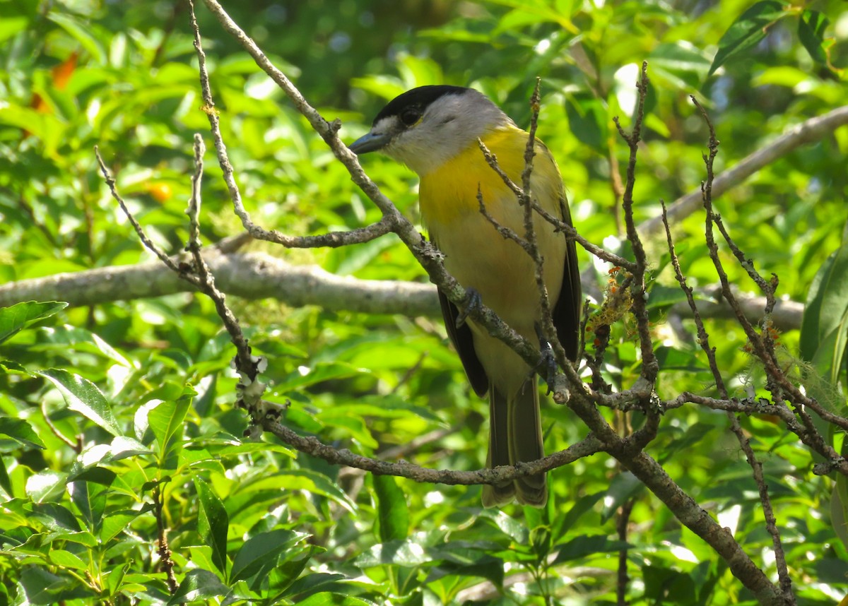 Green-backed Becard - ML645939748