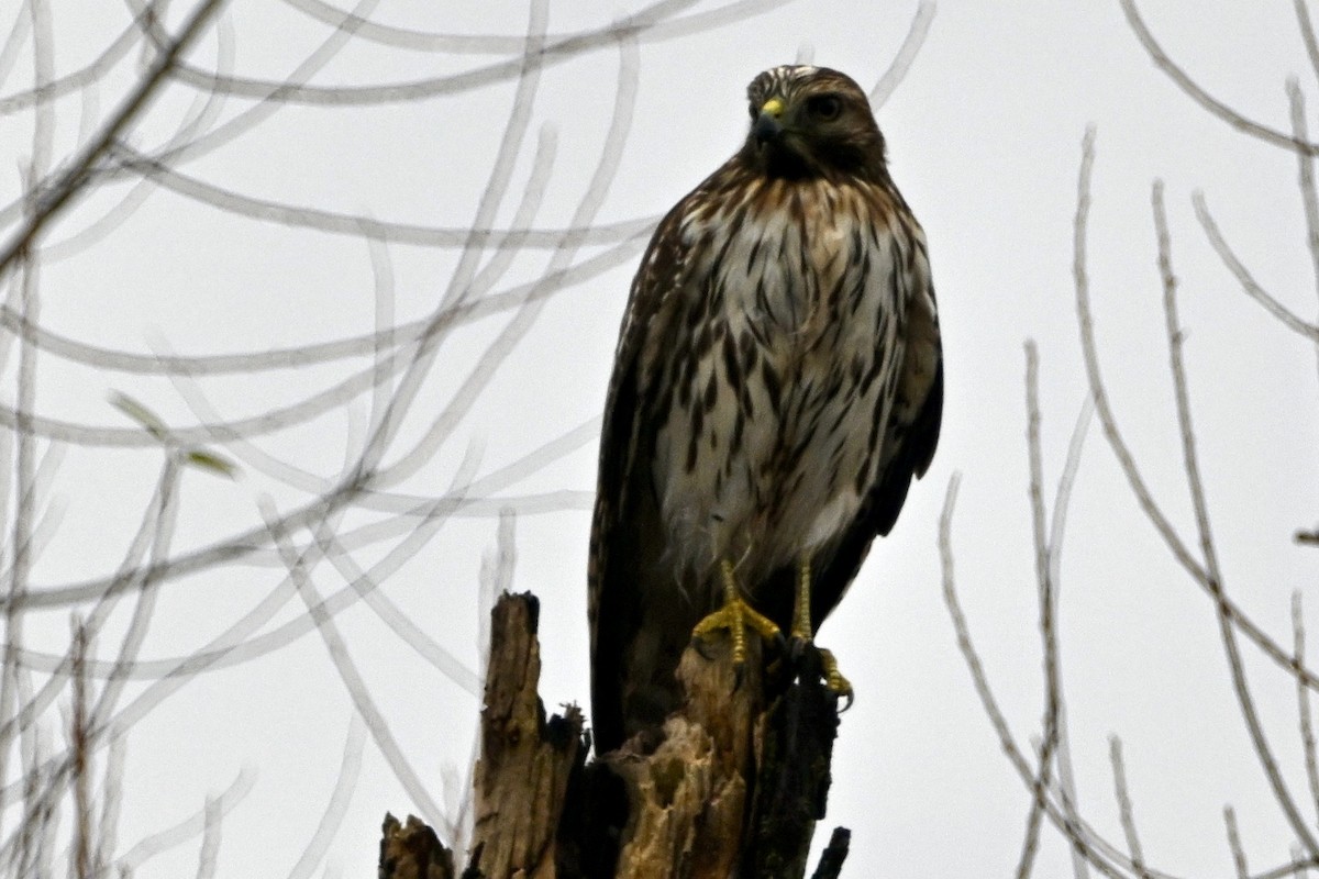 Red-shouldered Hawk - ML645939749