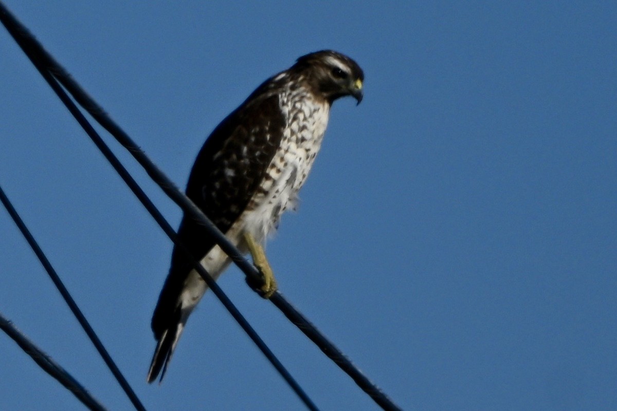 Red-shouldered Hawk - ML645939750