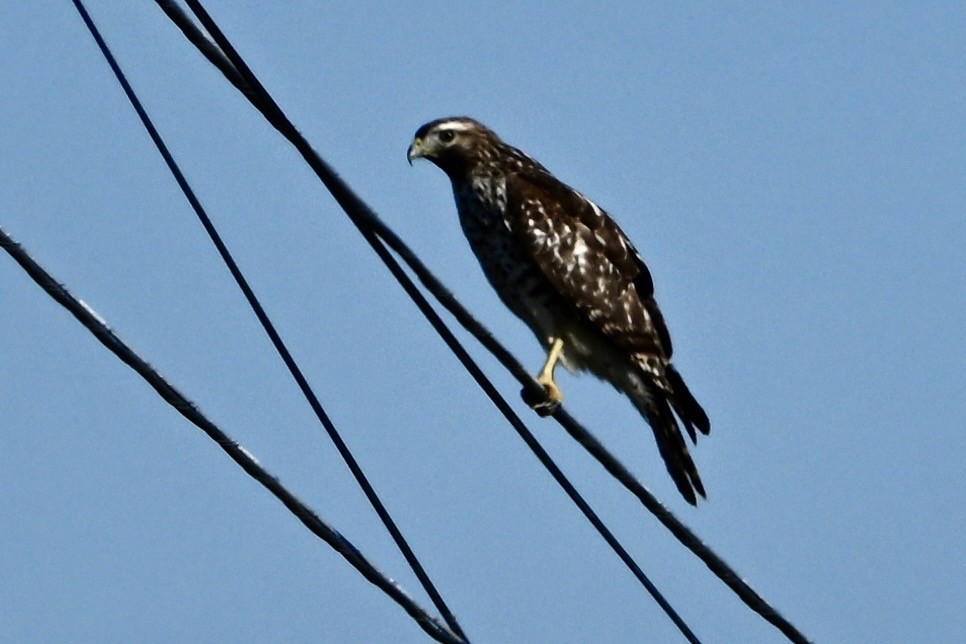 Red-shouldered Hawk - ML645939751