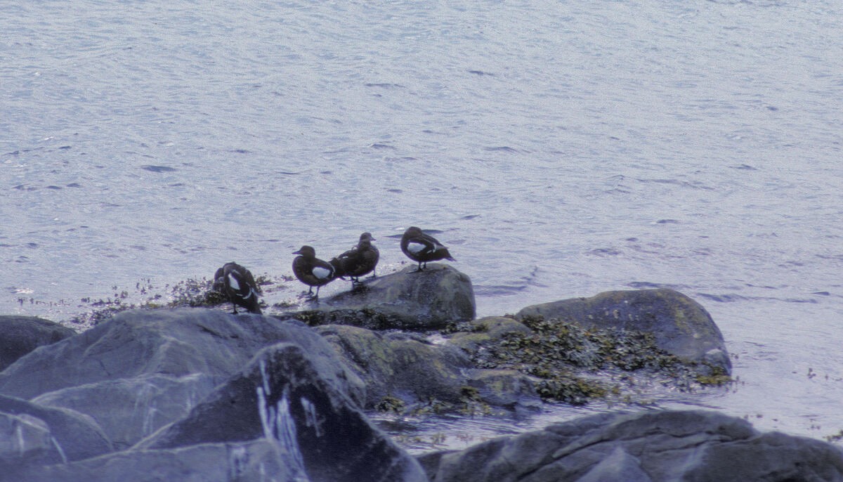 Steller's Eider - ML645939752