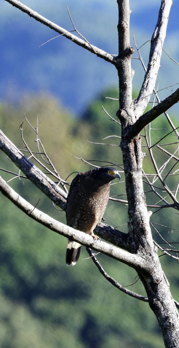 Crested Serpent-Eagle - ML645939753