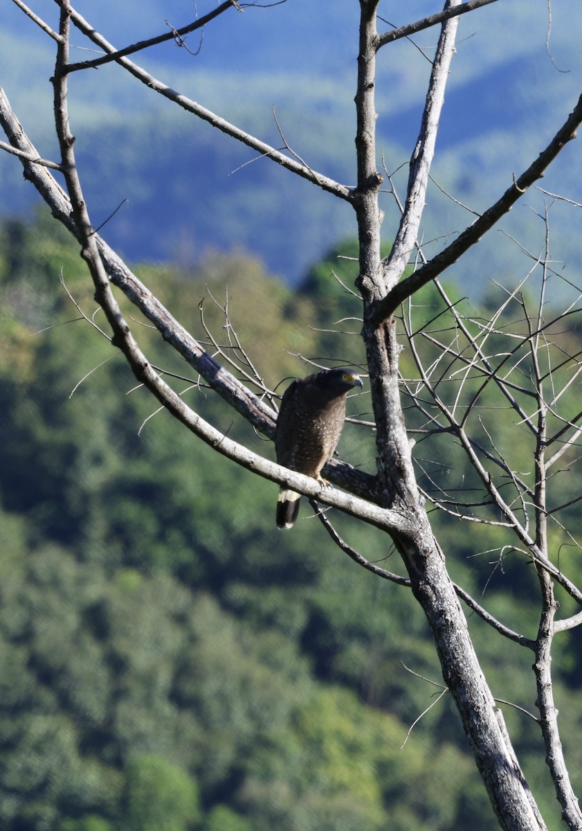 Crested Serpent-Eagle - ML645939754