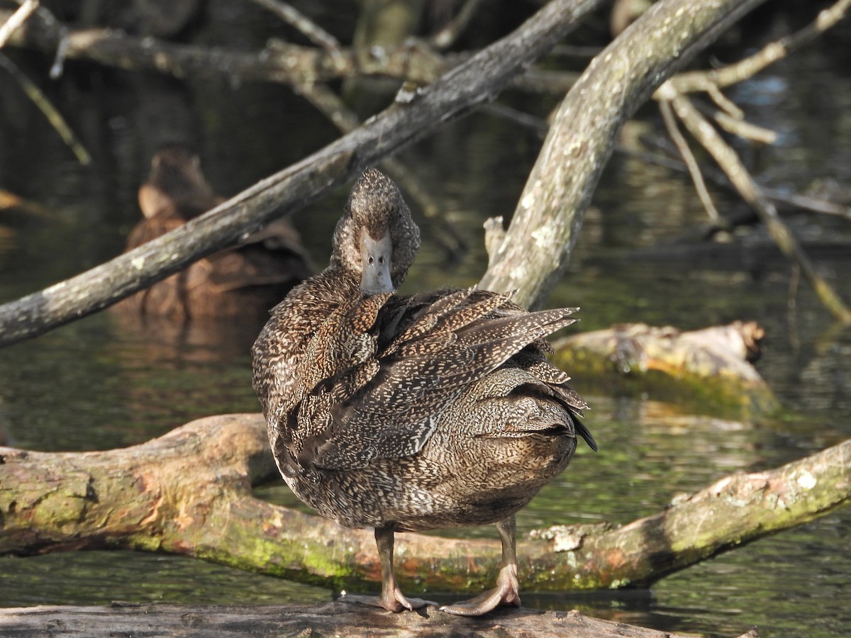 Freckled Duck - ML645939756