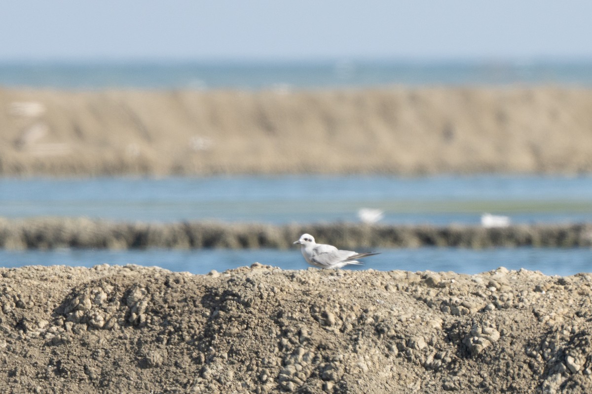 Gull-billed Tern - ML645939757