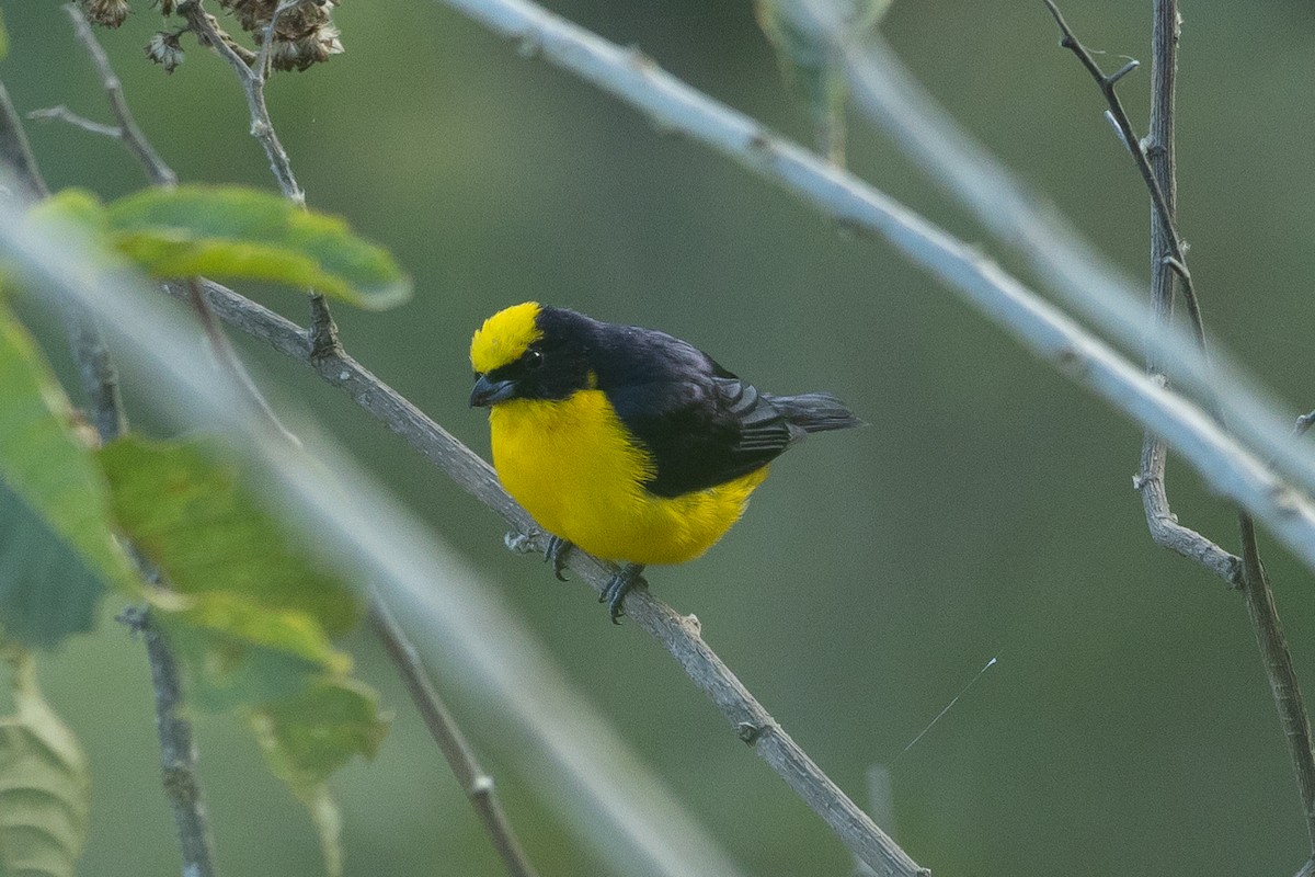 Thick-billed Euphonia - ML645939758