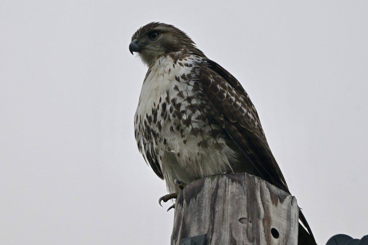 Red-tailed Hawk - ML645939759