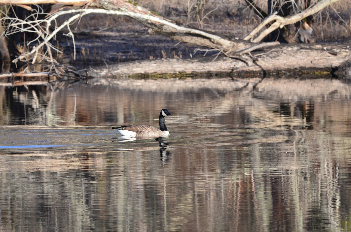 Canada Goose - ML645939760