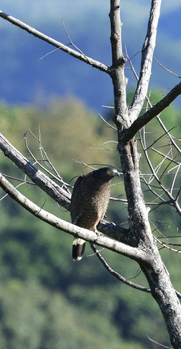 Crested Serpent-Eagle - ML645939761