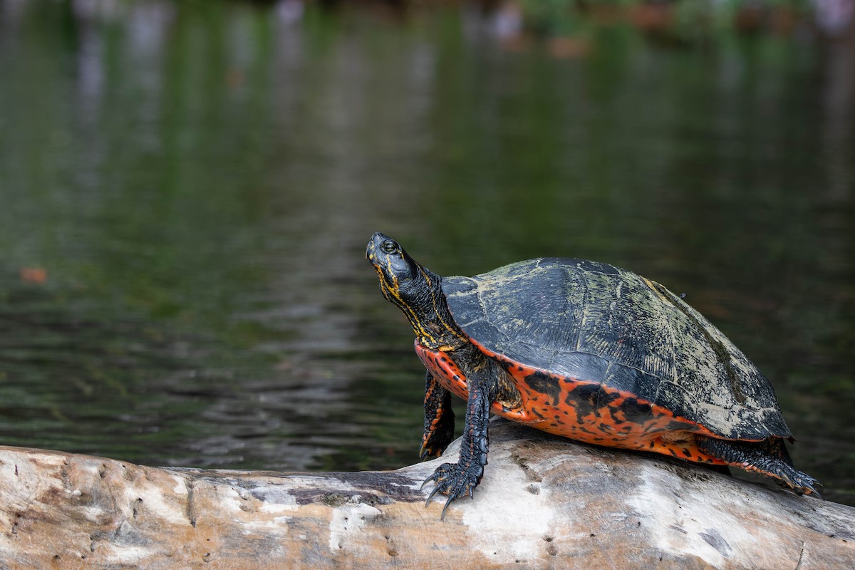 Florida Red-bellied Cooter - ML645939786