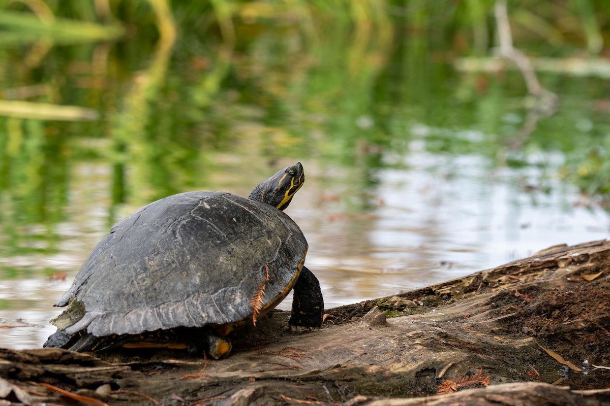 River Cooter - ML645939787