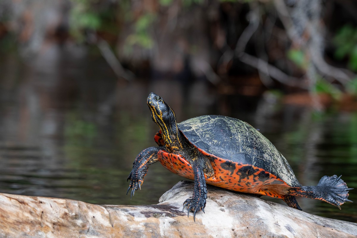 Florida Red-bellied Cooter - ML645939788