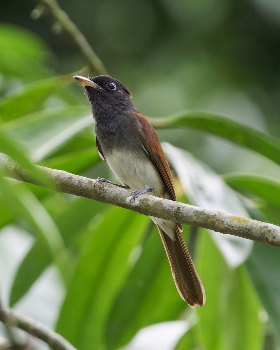 Черная райская мухоловка - ML645939790