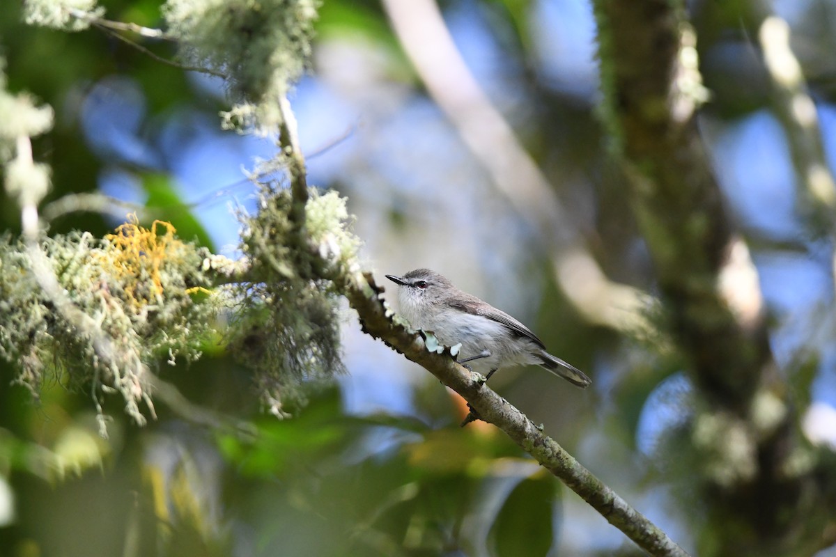 チャイロセンニョムシクイ - ML645939794