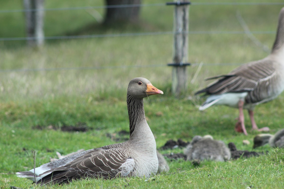 Гуска сіра - ML645939802