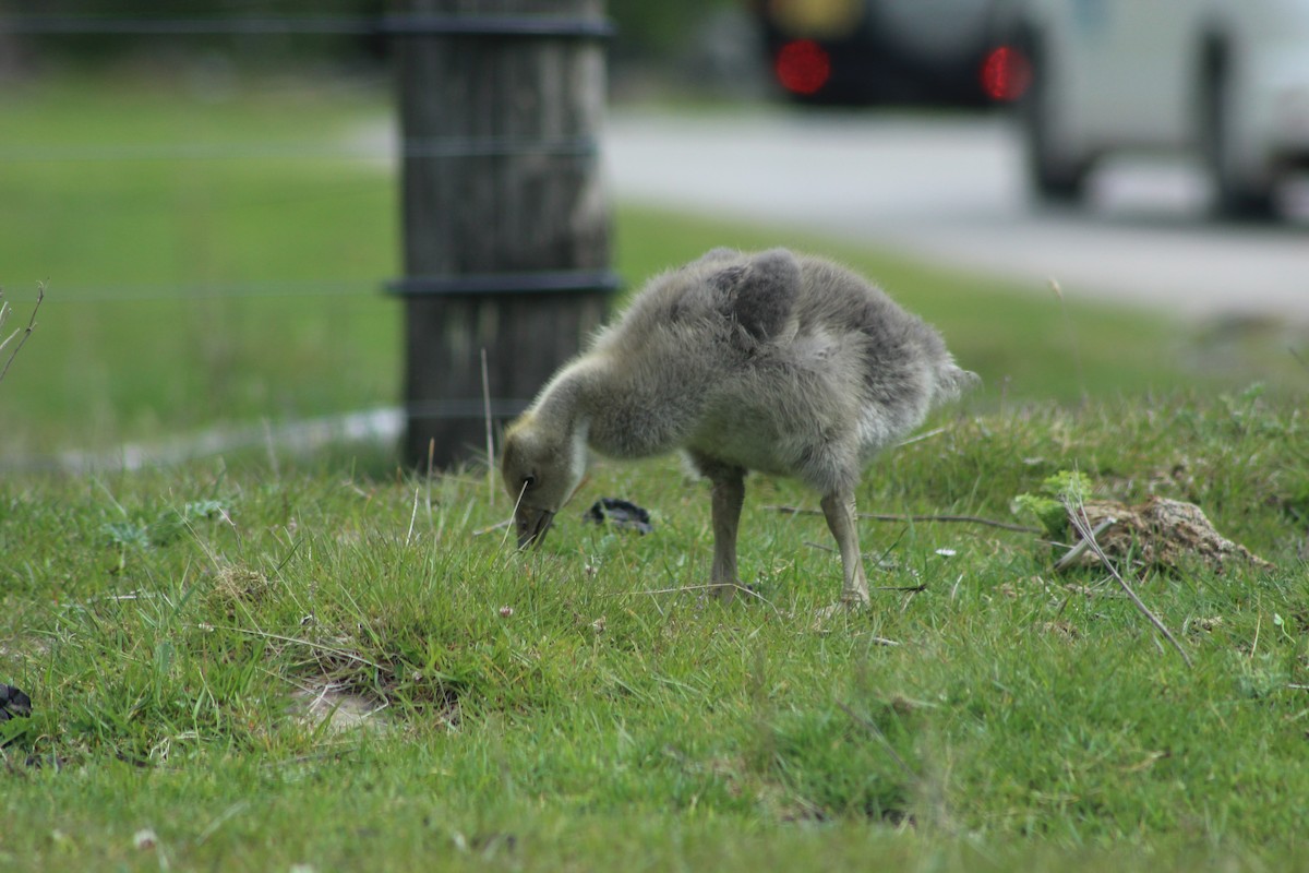 Гуска сіра - ML645939819