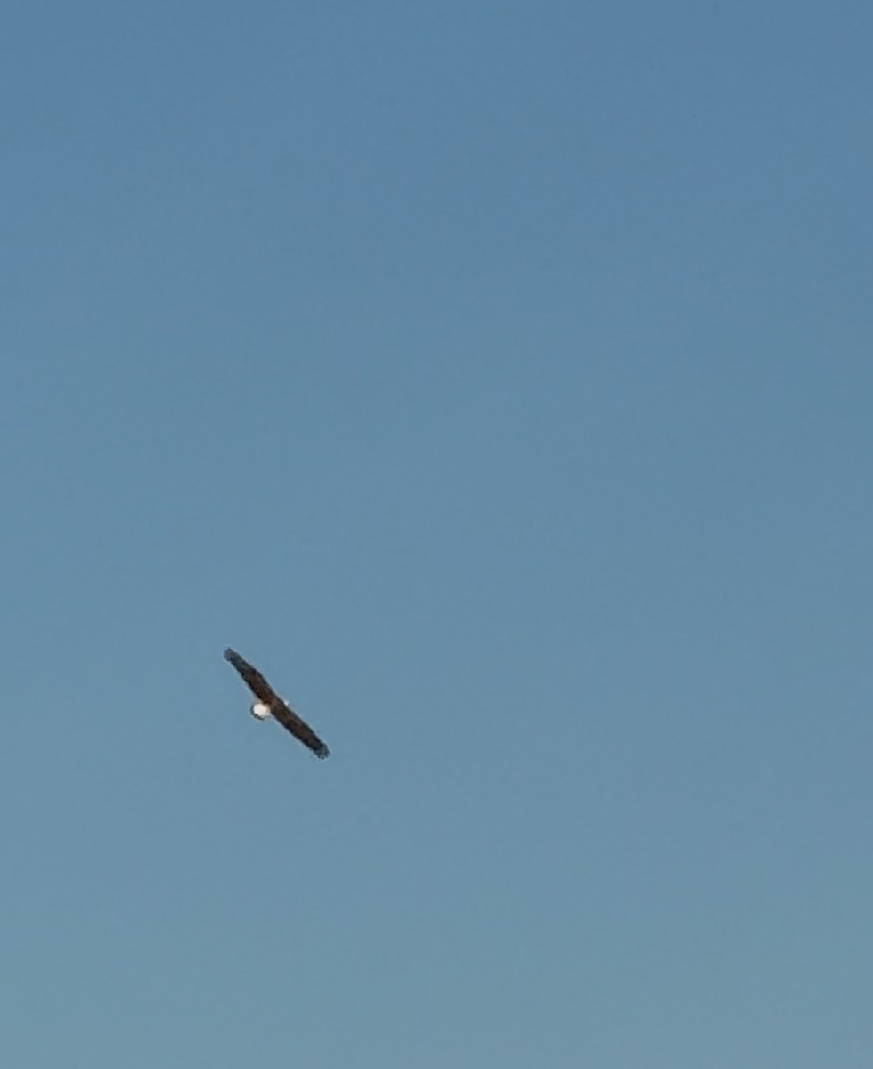 Bald Eagle - ML645939821