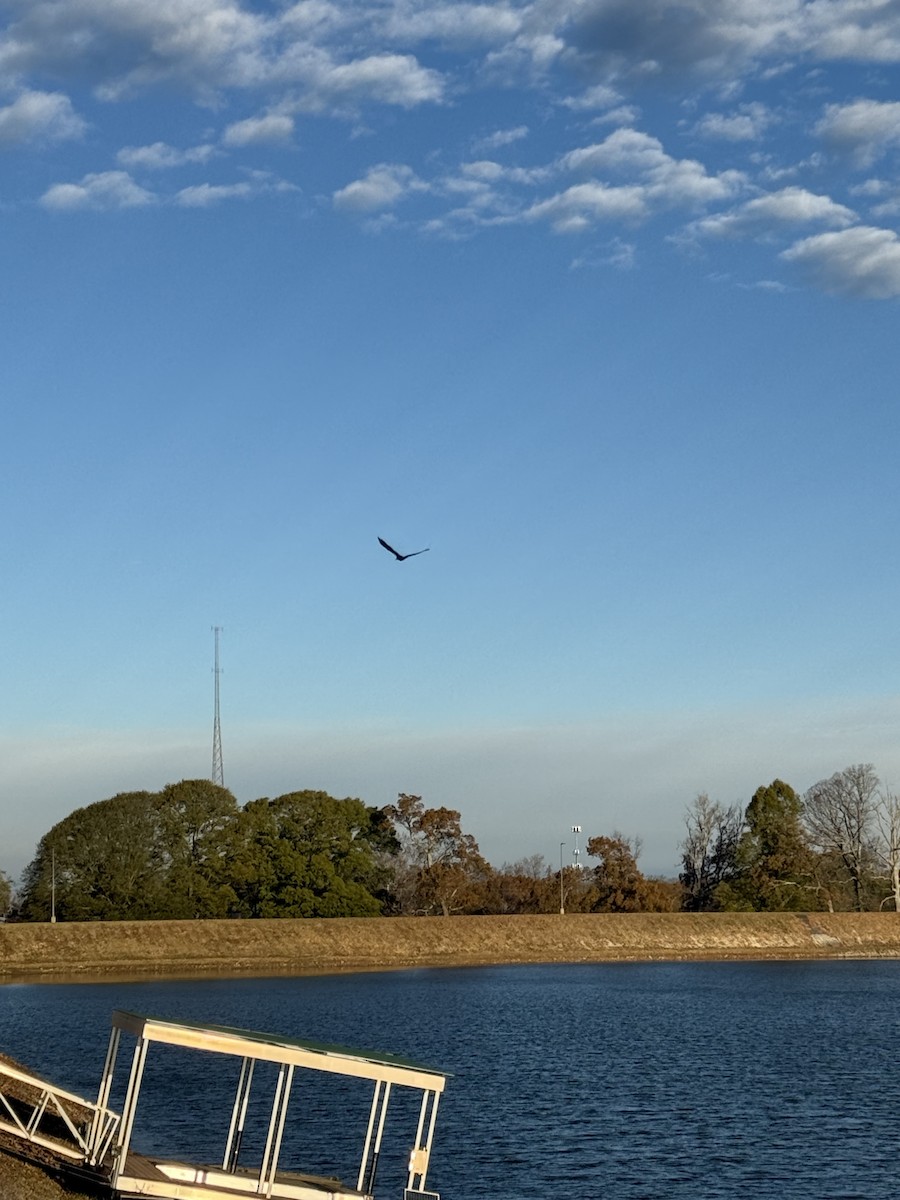 Bald Eagle - ML645939822