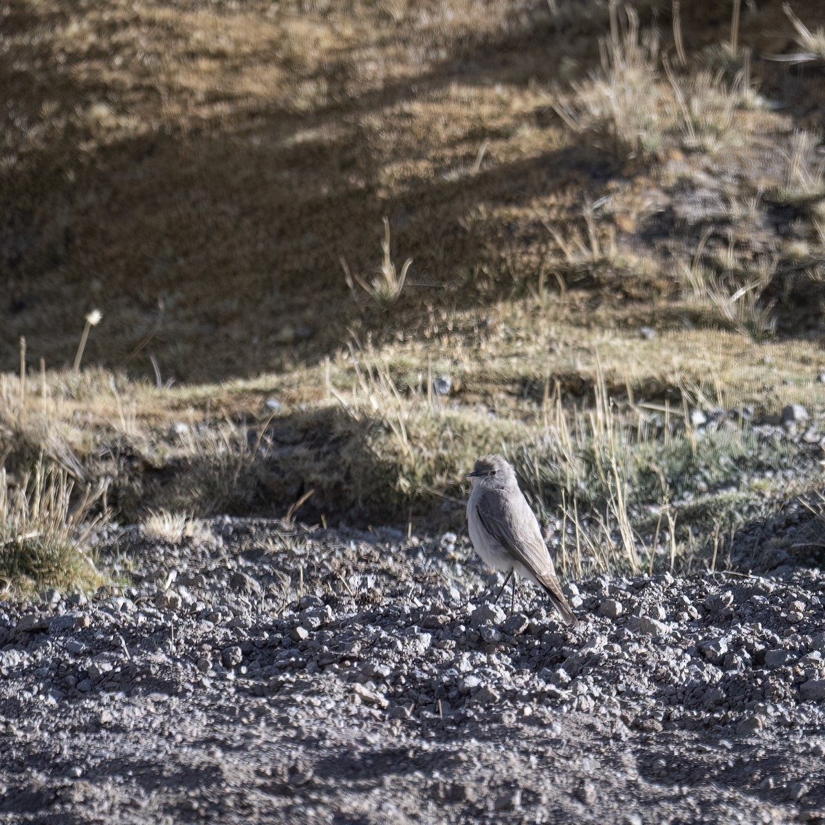 Puna Ground-Tyrant - ML645939825