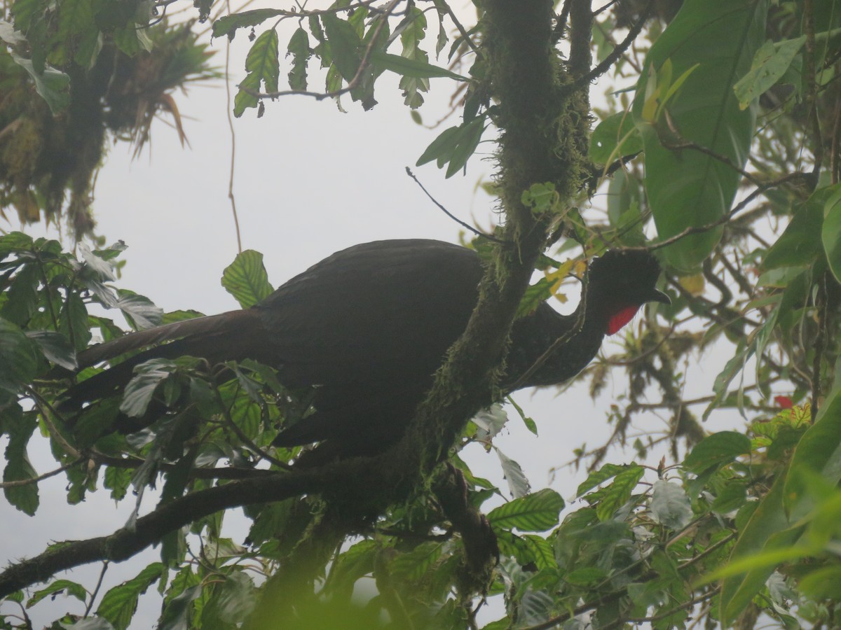Crested Guan - ML645939827