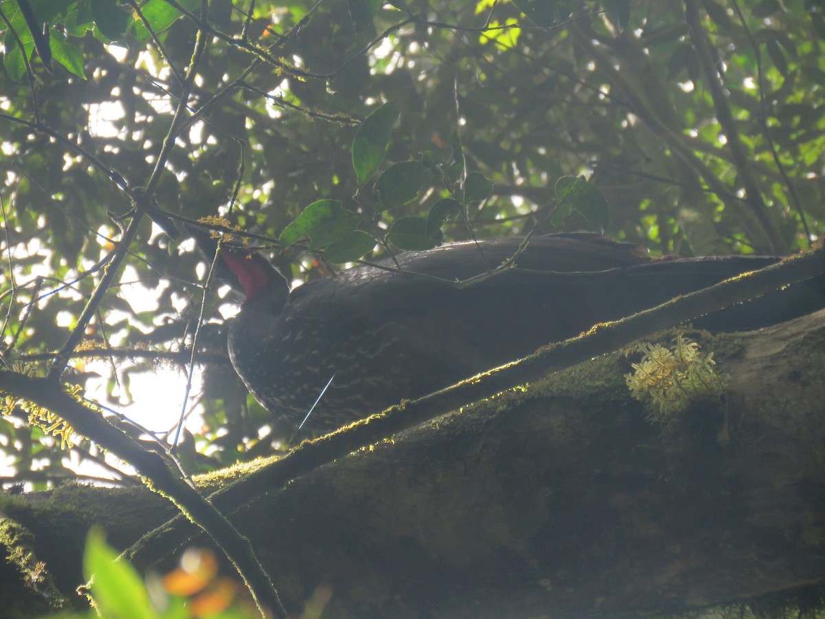 Crested Guan - ML645939843