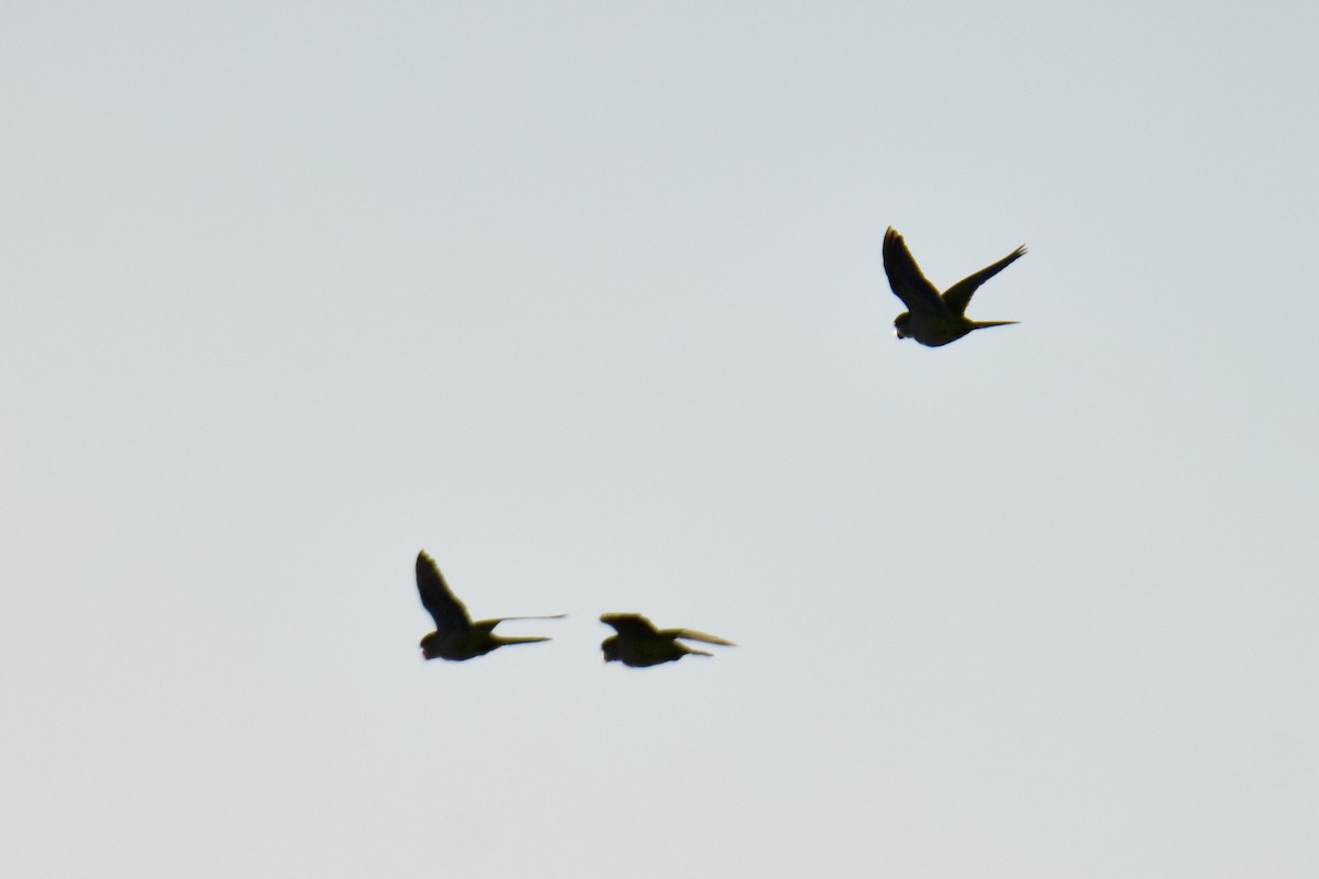 Калита сіроволий - ML645939845