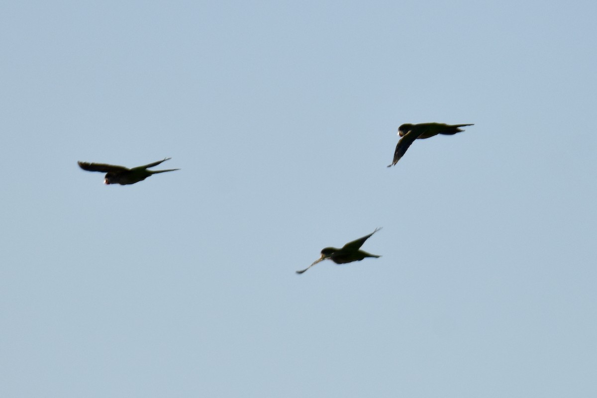 Калита сіроволий - ML645939846