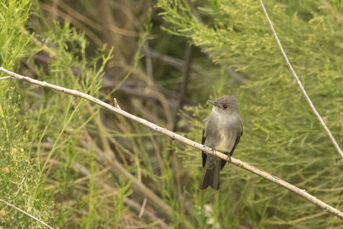 Blasskehl-Schnäppertyrann - ML645939869