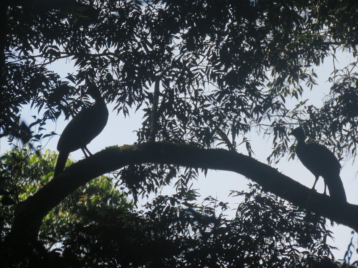 Crested Guan - ML645939870