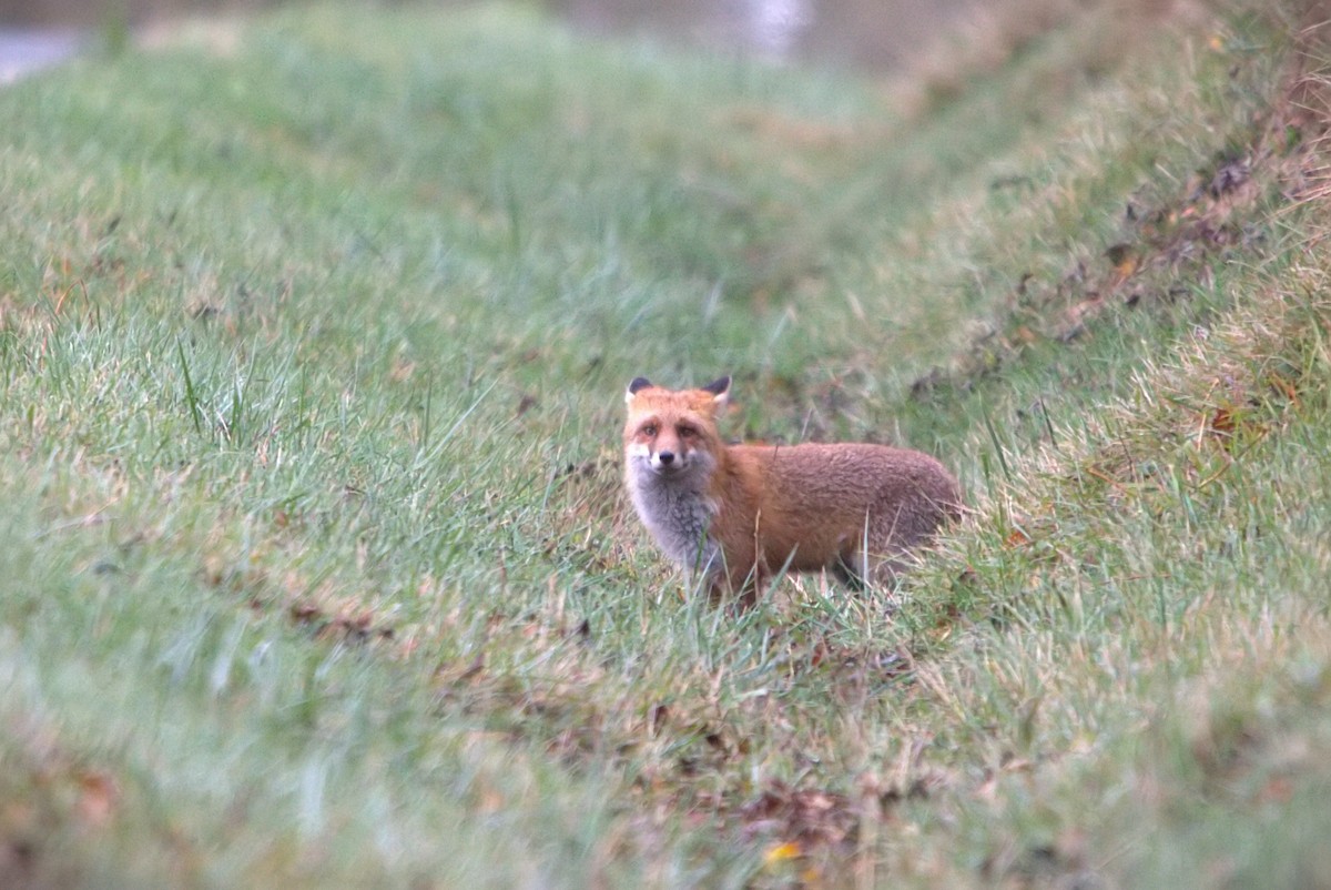 Animals - ML645939881