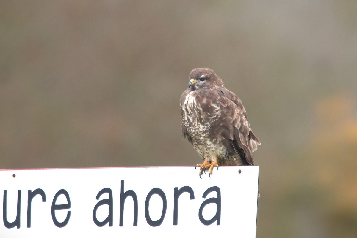 Common Buzzard - ML645939882