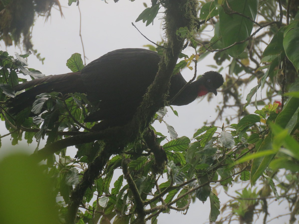Crested Guan - ML645939883