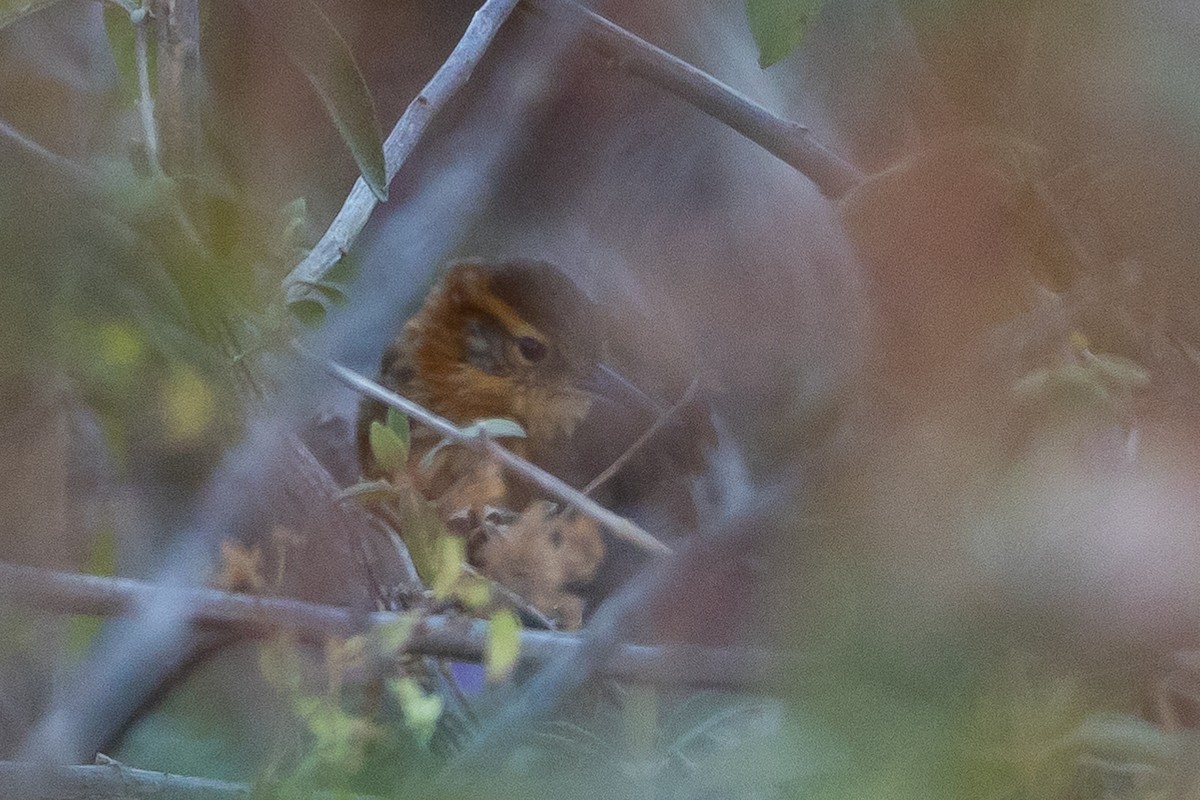 rusthalsløvgransker - ML645939888