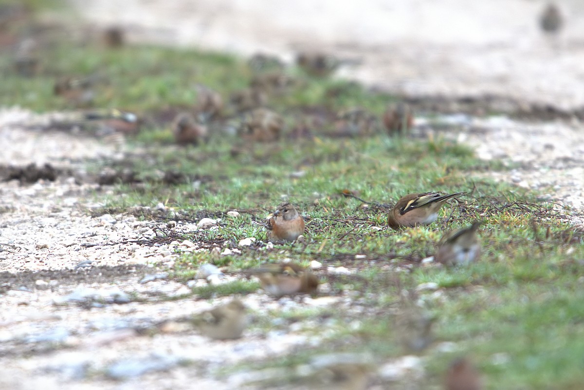 Brambling - ML645939892